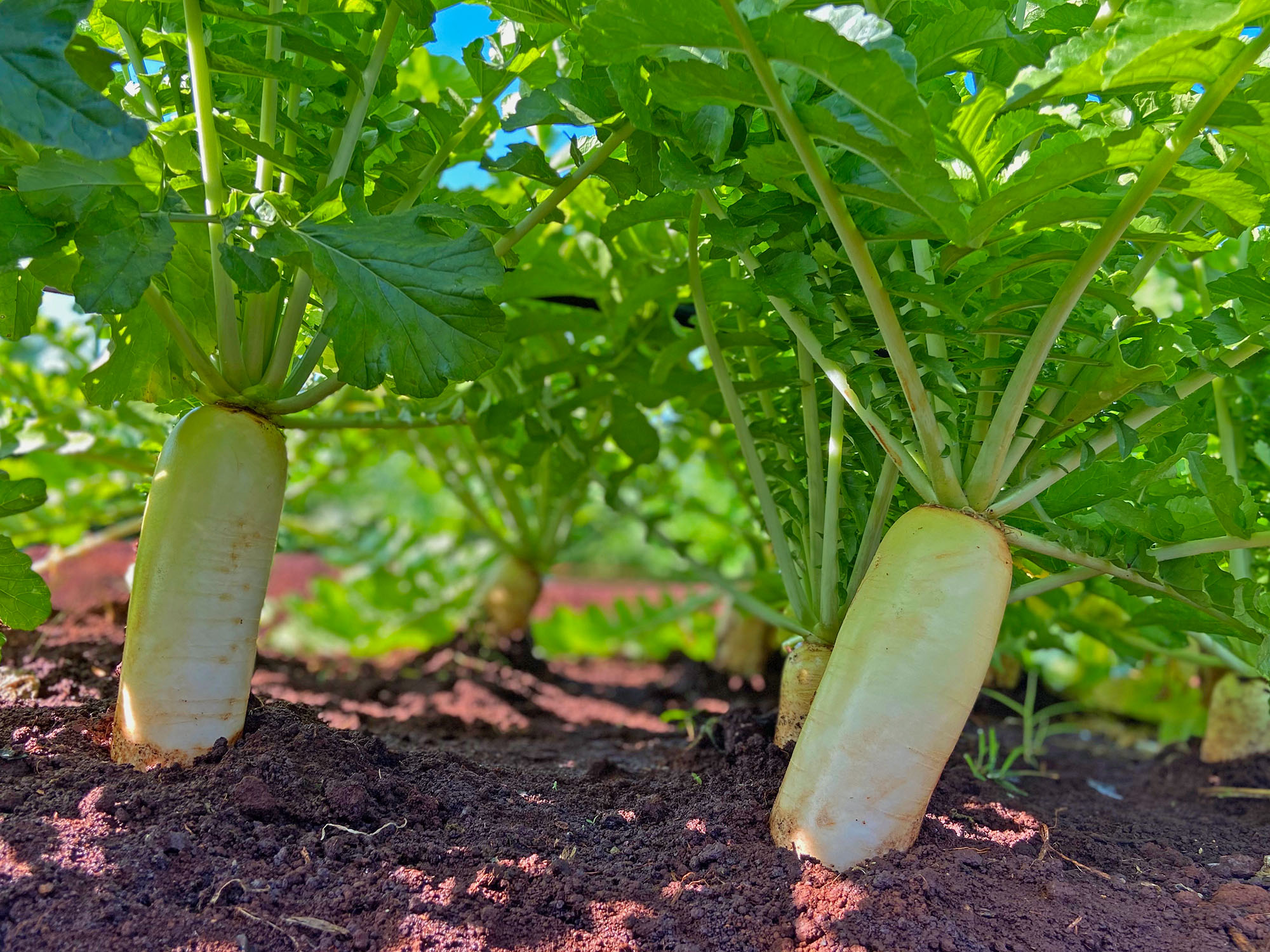 Vegetable Market – Honbushin International Center